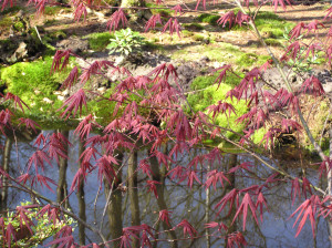 Acer palmatum Moonfire     